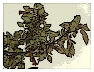 poster-specimen-fuchsia-encliandra-ssp-microphylloides-01