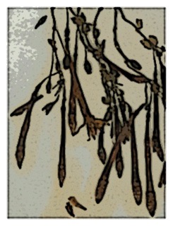Fuchsia dependens 01