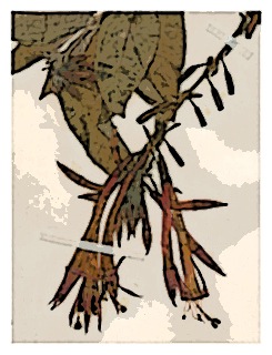 poster-specimen-fuchsia-boliviana-02
