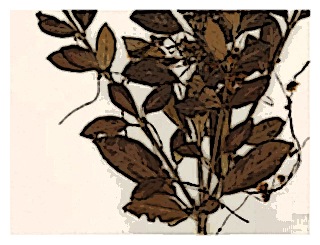 poster-specimen-fuchsia-cinerea-01