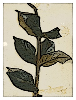 poster-specimen-fuchsia-coriaceifolia-02