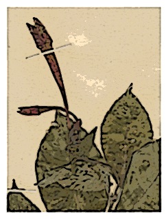 poster-specimen-fuchsia-corymbiflora-02