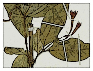 poster-specimen-fuchsia-cuatrecassii-02