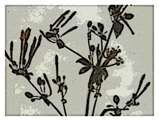 poster-specimen-fuchsia-hartwegii-03.jpg
