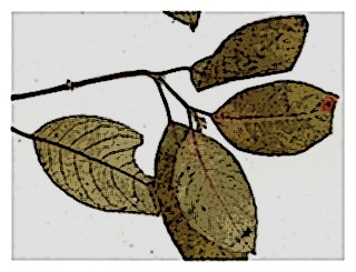 poster-specimen-fuchsia-sylvatica-03