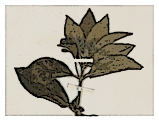 poster-specimen-fuchsia-vulcanica-01