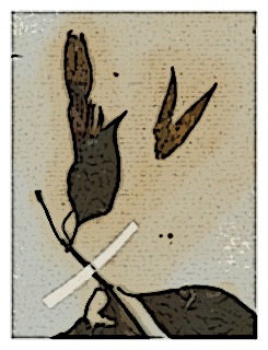 poster-fuchsia-membranacea-specimen-02