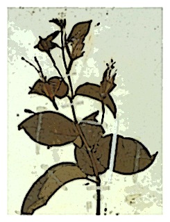 poster-specimen-fuchsia-regi-ssp-regia-01