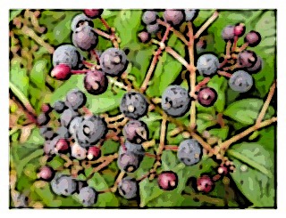 fuchsia-paniculata-berries