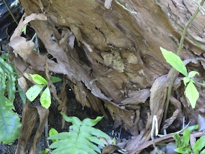 fuchsia-excorticta-trunk