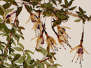 specimen-fuchsia-magellanica-var-eburnea copy