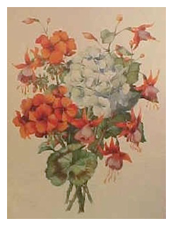geraniums-and-fuchsias