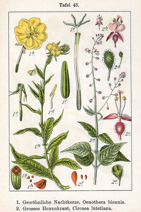 oenothera-biennis-circea-lutetiana
