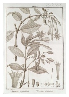 corymbiflora-denticulata-ruiz