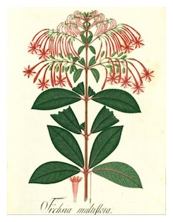 fuchsia-multiflora