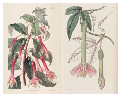fuchsia-passiflora