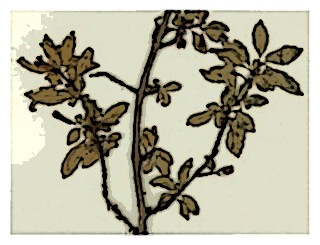 poster-specimen-fuchsia-encliandra-ssp-microphylloides-02
