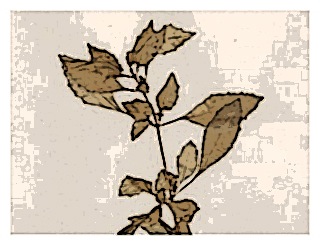 poster-specimen-fuchsia-micropylla-ssp-hemsleyana-02