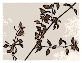 poster-specimen-fuchsia-micropylla-ssp-hemsleyana-03