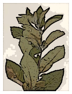 poster-specimen-fuchsia-ravenii-01