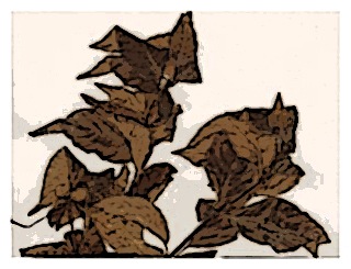 poster-specimen-fuchsia-thymifolia-subsp-minimiflora-01