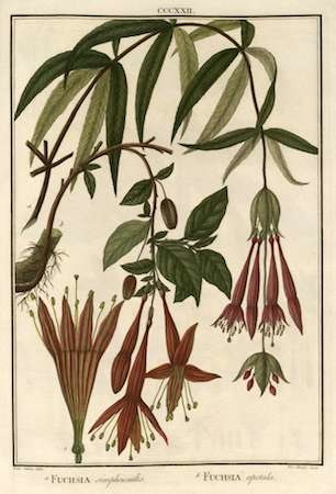 botanical-fuchsia-simplicicaulis-ruiz-pavon-01