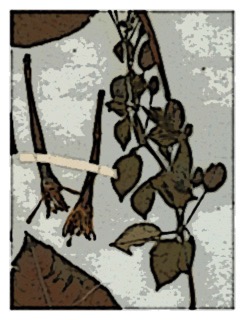 Fuchsia dependens 03