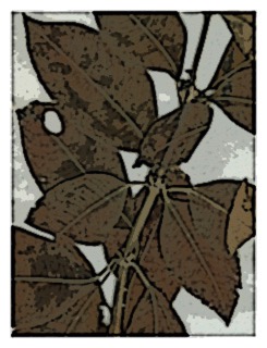 Fuchsia dependens 04