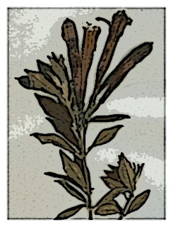 poster-specimen-fuchsia-ampliata-02