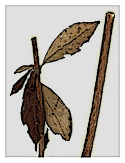 poster-specimen-fuchsia-austromontana-02