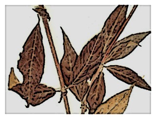 poster-specimen-fuchsia-austromontana-03