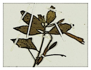 poster-specimen-fuchsia-ayavacensis-02