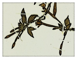 poster-specimen-fuchsia-ayavacensis-03