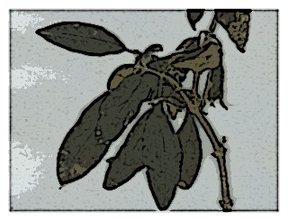 poster-specimen-fuchsia-canescens-04