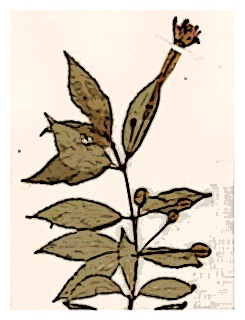 poster-specimen-fuchsia-caucana-01