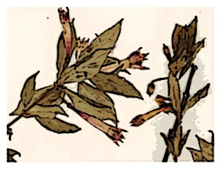 poster-specimen-fuchsia-caucana-02