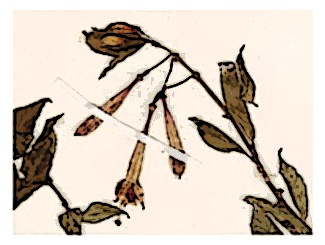 poster-specimen-fuchsia-caucana-03