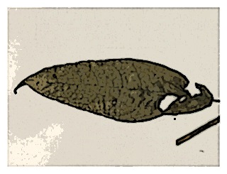 poster-specimen-fuchsia-ceracea-01