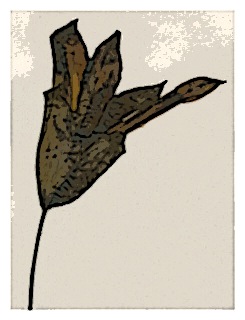 poster-specimen-fuchsia-ceracea-02