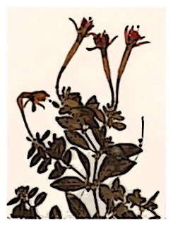 poster-specimen-fuchsia-cinerea-02