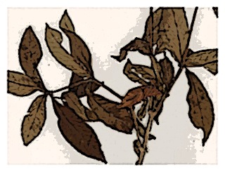 poster-specimen-fuchsia-cochambamba-01