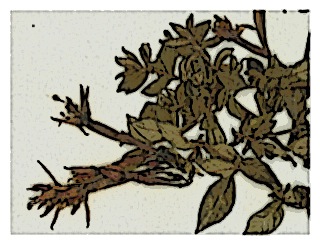 poster-specimen-fuchsia-confertifolia-01