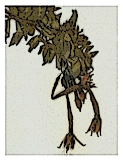 poster-specimen-fuchsia-confertifolia-02