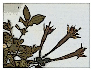 poster-specimen-fuchsia-confertifolia-03