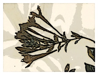 poster-specimen-fuchsia-coriaceifolia-01