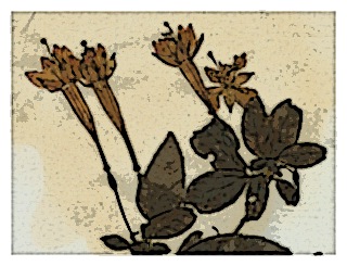 poster-specimen-fuchsia-corollata-01