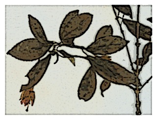 poster-specimen-fuchsia-corollata-03