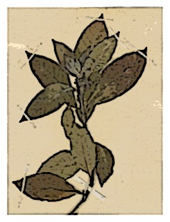 poster-specimen-fuchsia-corymbiflora-01