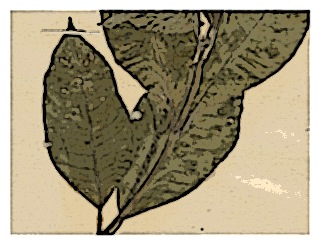 poster-specimen-fuchsia-corymbiflora-03
