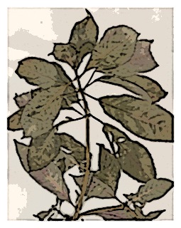 poster-specimen-fuchsia-crassistipula-03